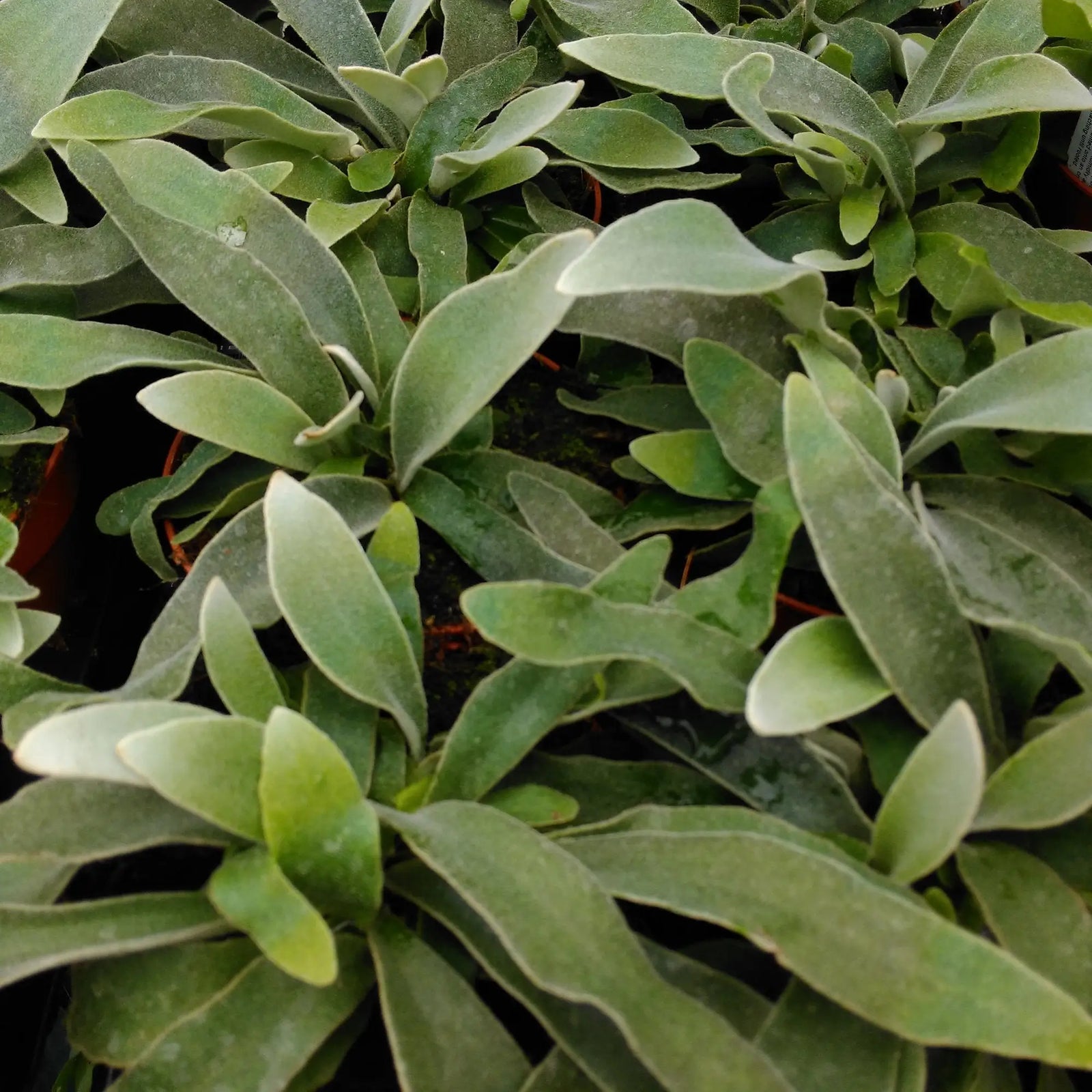 Buy Staghorn Fern (Platycerium veitchii) online