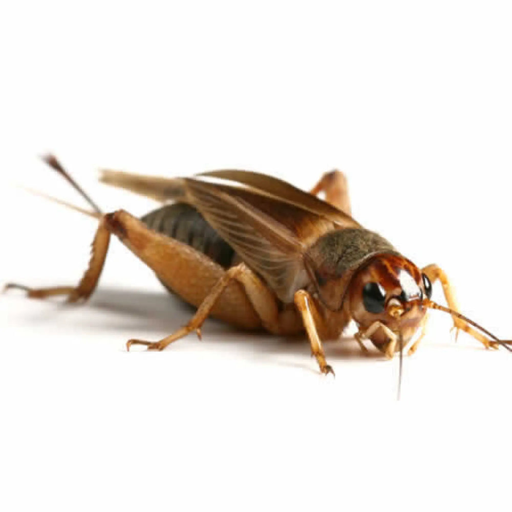 Buy Standard Silent Brown Crickets 12-18mm (A507B) Online at £2.19 from Reptile Centre