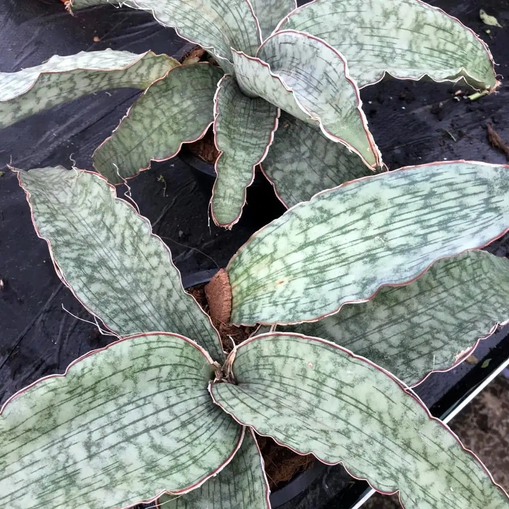 Buy Star Sansevieria (Sansevieria kirkii) online