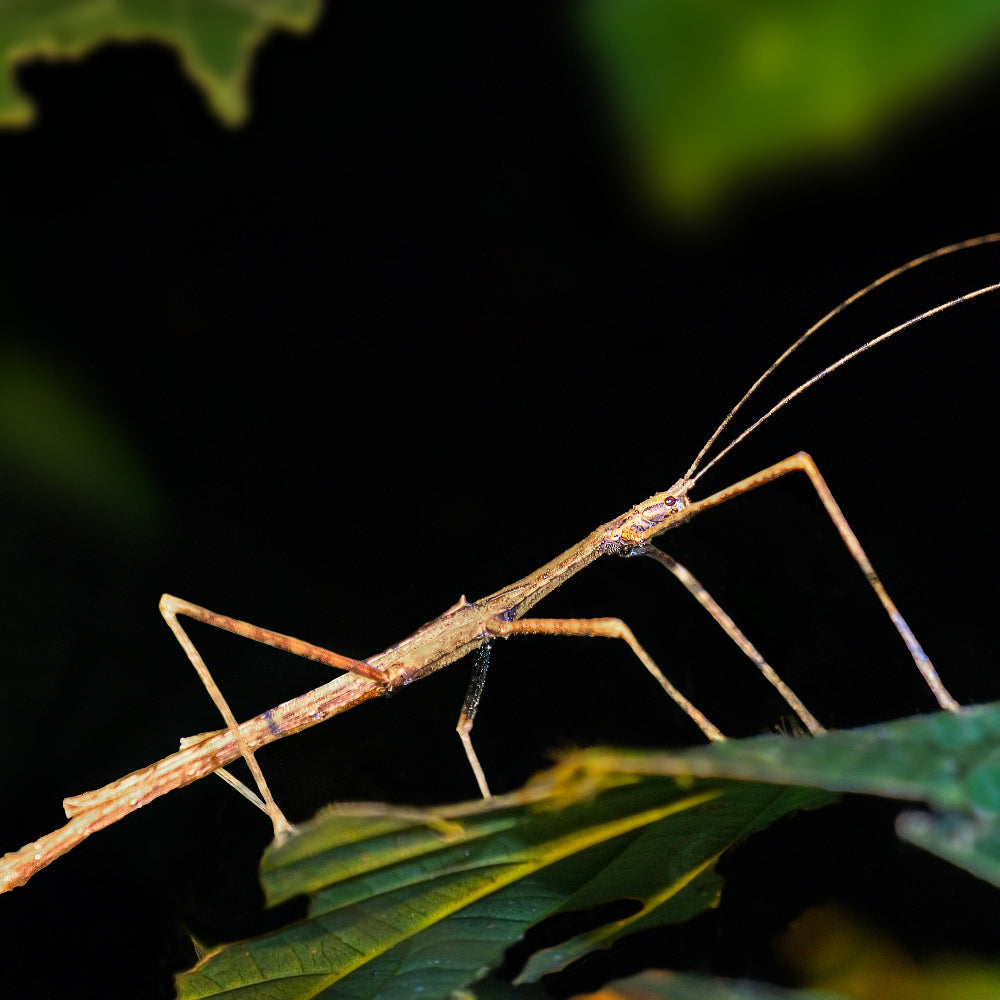 A brown stick insect climbing along a dark green bramble leaf against a black backdrop.