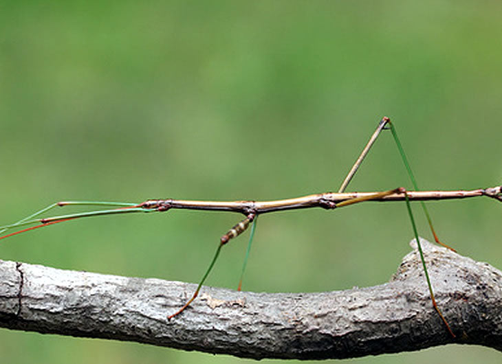 Stick Insect Setup: Complete Starter Kit - Reptile Centre
