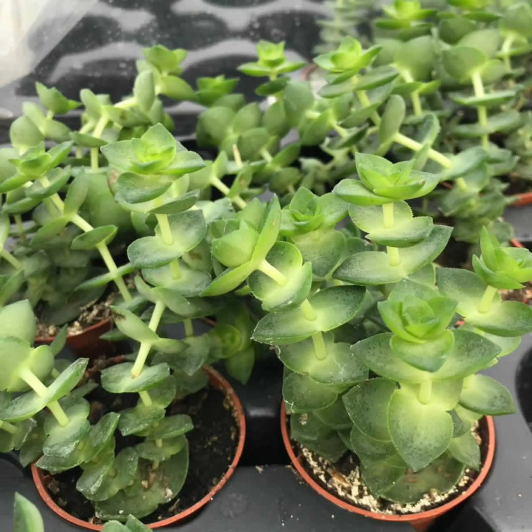 Buy String of Buttons (Crassula sp.) (PPL049S) Online at £4.74 from Reptile Centre