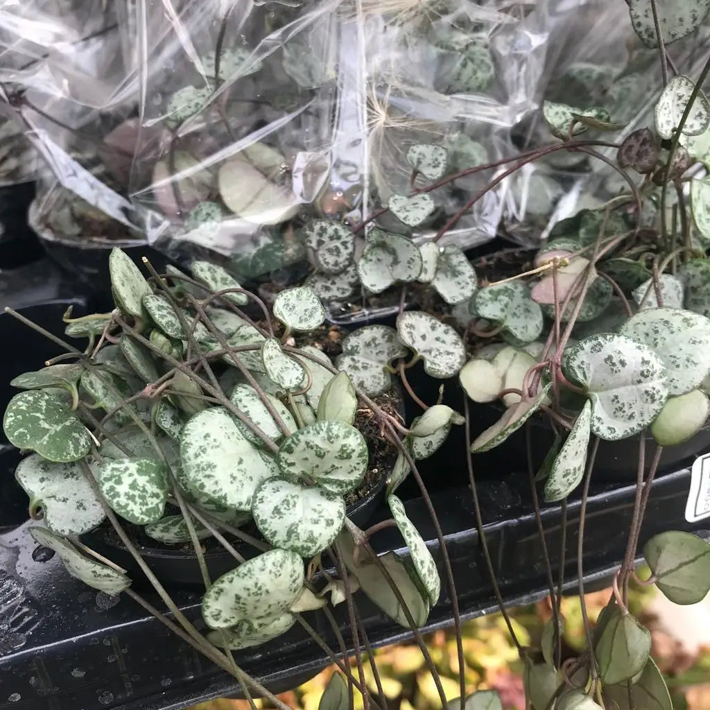 Buy String of Hearts (Ceropegia woodii) online