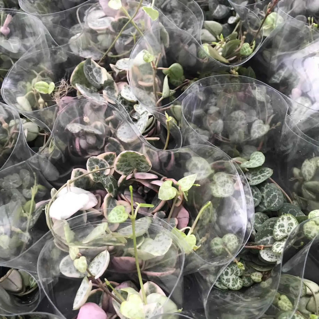 Buy String of Hearts (Ceropegia woodii) (PPL054S) Online at £7.59 from Reptile Centre