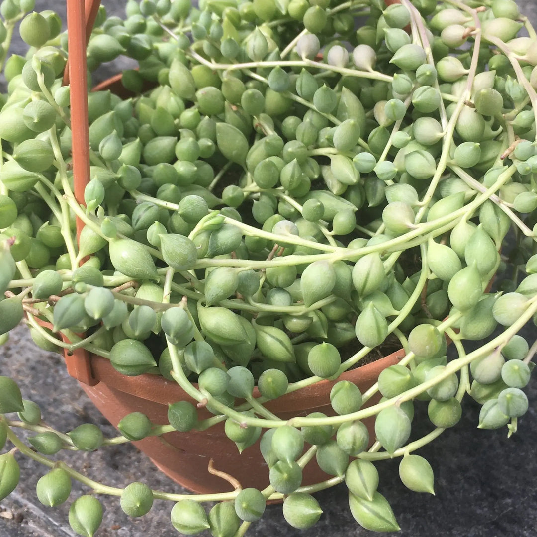 Buy String of Pearls (Senecio rowleyanus) (PPL464L) Online at £16.14 from Reptile Centre