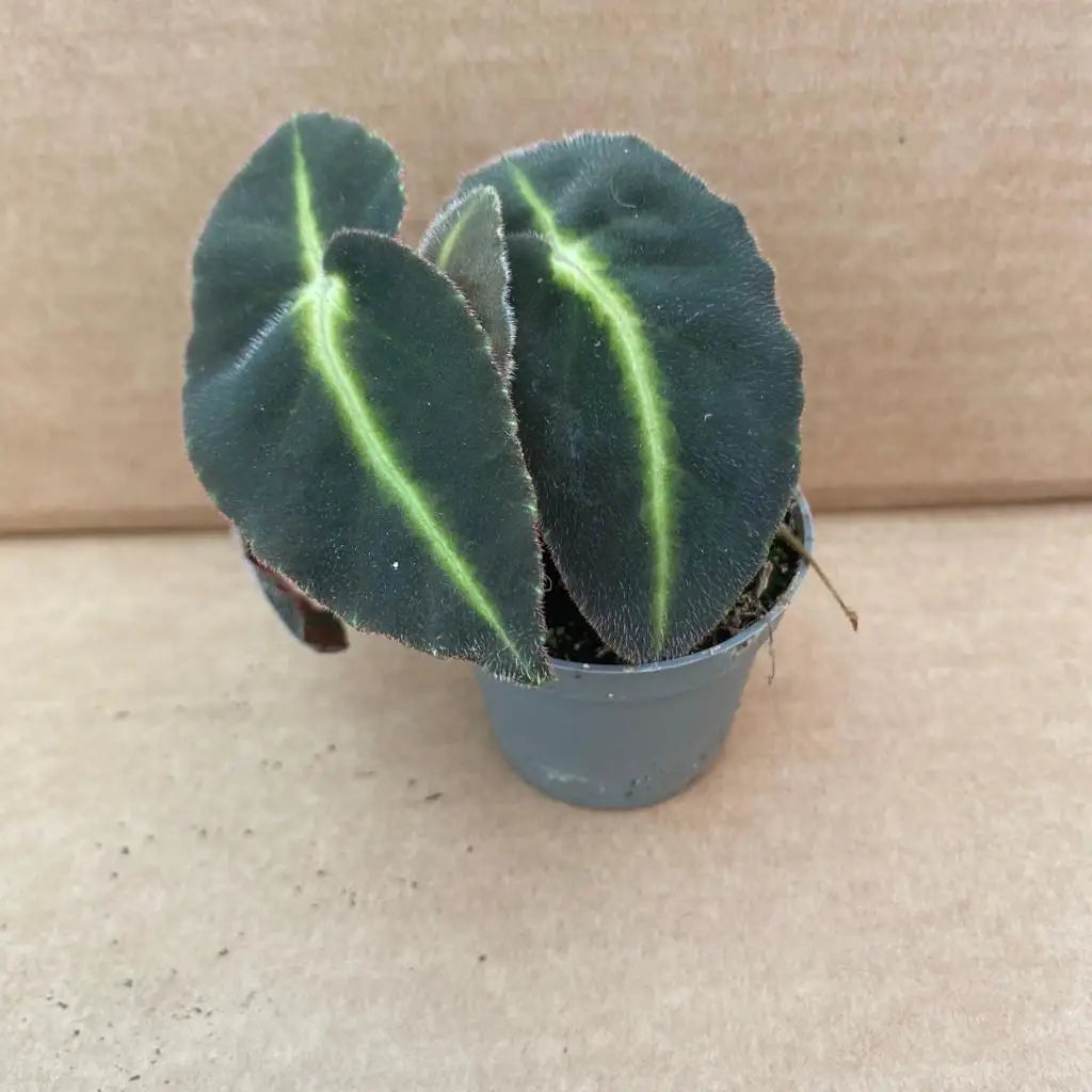 Buy Striped Begonia (Begonia listrda) online