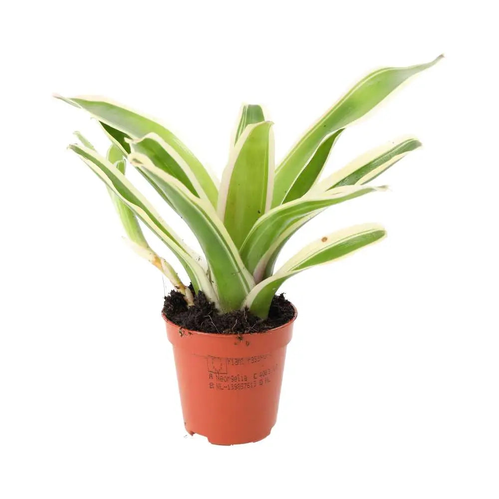 Buy Striped Fireball Bromeliad (Nidularium sp.) online