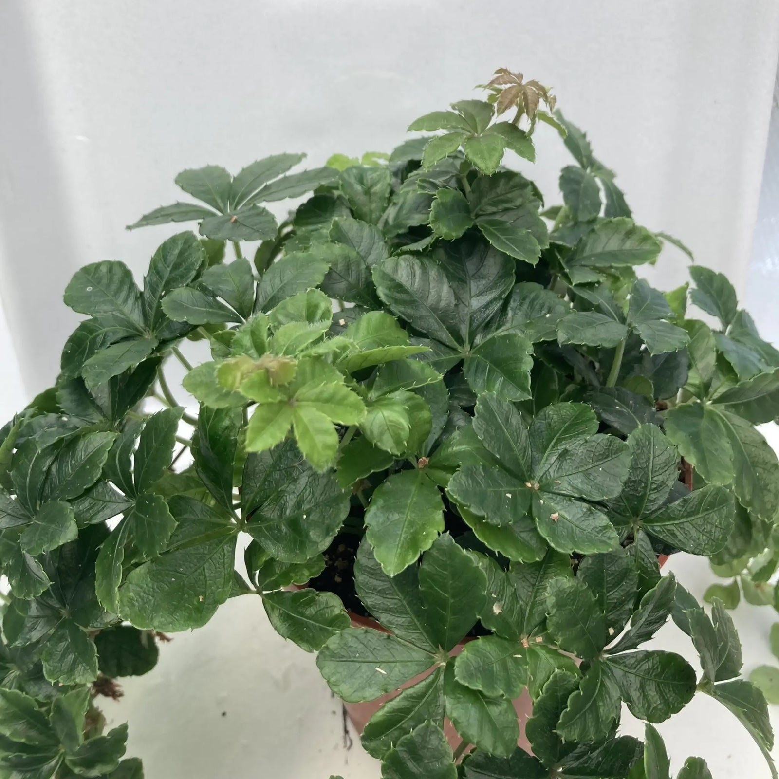 Buy Sugar Vine (Cissus striata) online