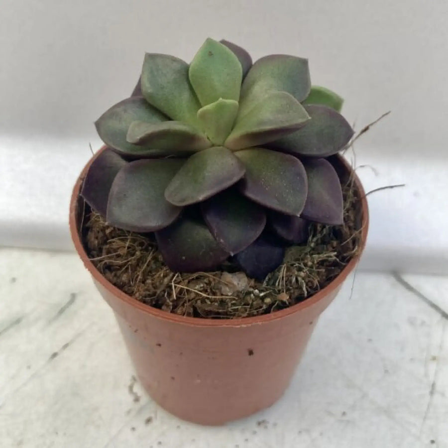 Sunrise Succulent ’Purple’ (Anacampseros Sp.) Small Live Plants