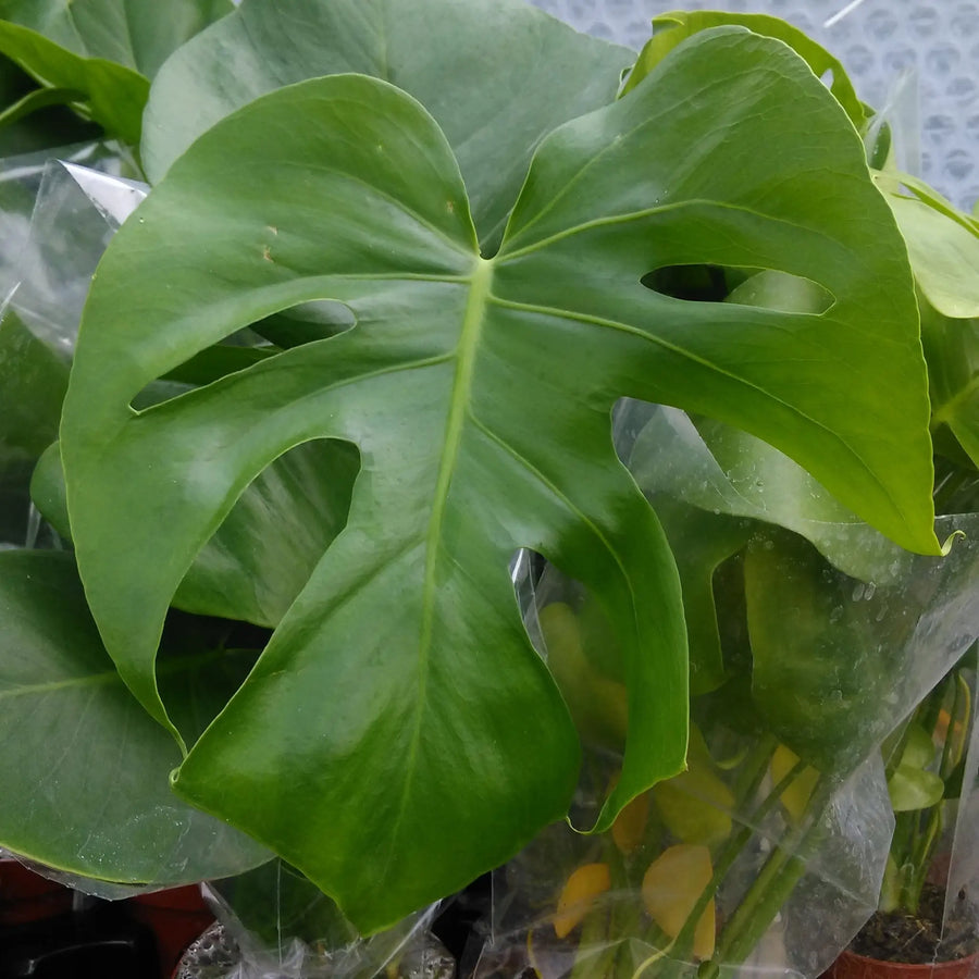 Buy Swiss Cheese Plant (Monstera delicoisa) (PPL462L) Online at £14.24 from Reptile Centre