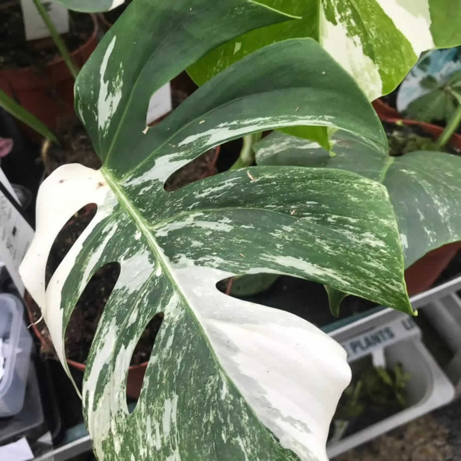 Buy Swiss Cheese Plant 'Variegated' (Monstera delicoisa 'Variegated') (PPL472XL) Online at £170.99 from Reptile Centre