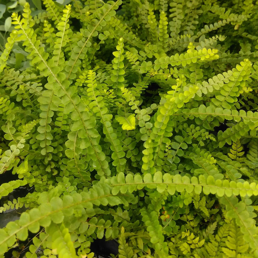 Buy Sword Fern (Nephrolepis cordifolia) (PPL467L) Online at £8.54 from Reptile Centre