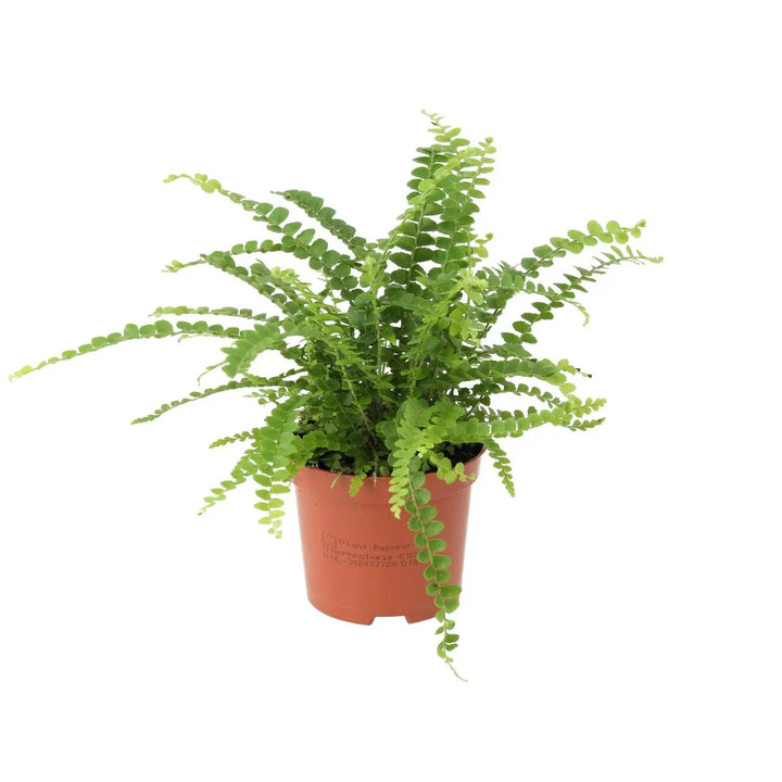 Buy Sword Fern (Nephrolepis cordifolia) online