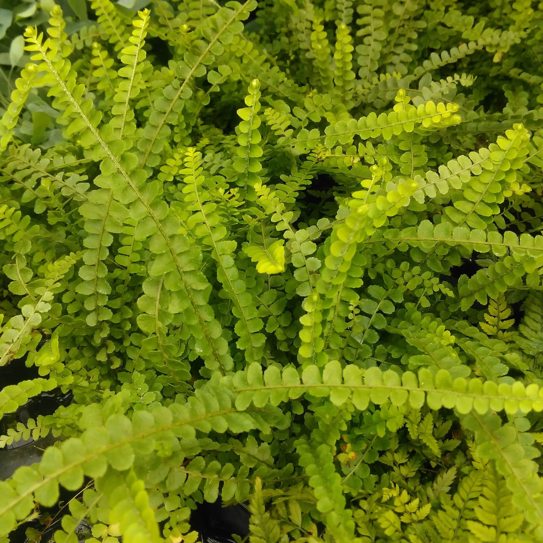 Buy Sword Fern (Nephrolepis cordifolia) online