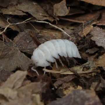T- Albino Isopods