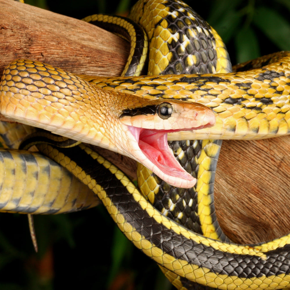 a black and yellow Taiwanese beauty ratsnake on a branch with an open mouth