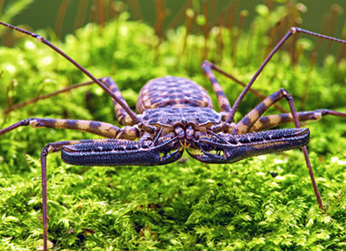 Tailless Whip Scorpion Setup