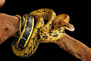 Taiwanese Beauty Snake Setup