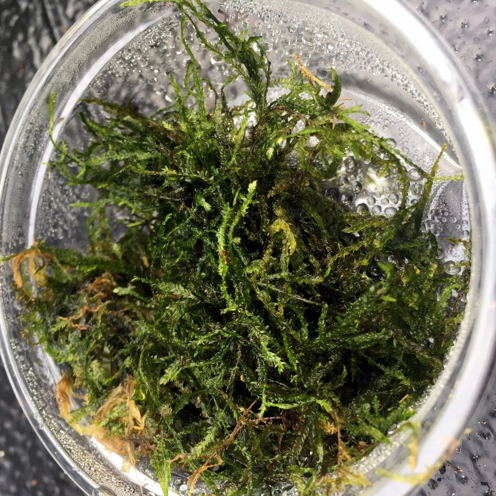 Buy Taiwan Moss (Taxiphyllum alternans 'Taiwan Moss') online