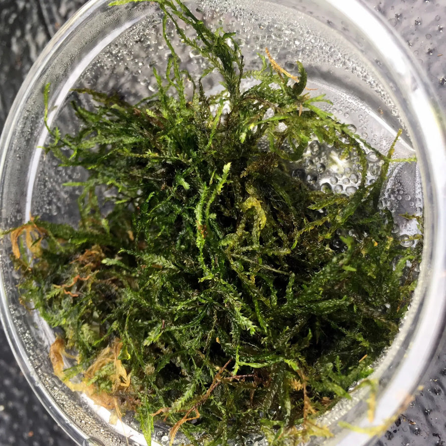Buy Taiwan Moss (Taxiphyllum alternans 'Taiwan Moss') (PPL615) Online at £4.74 from Reptile Centre
