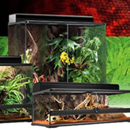 Giant African Bullfrog Housing