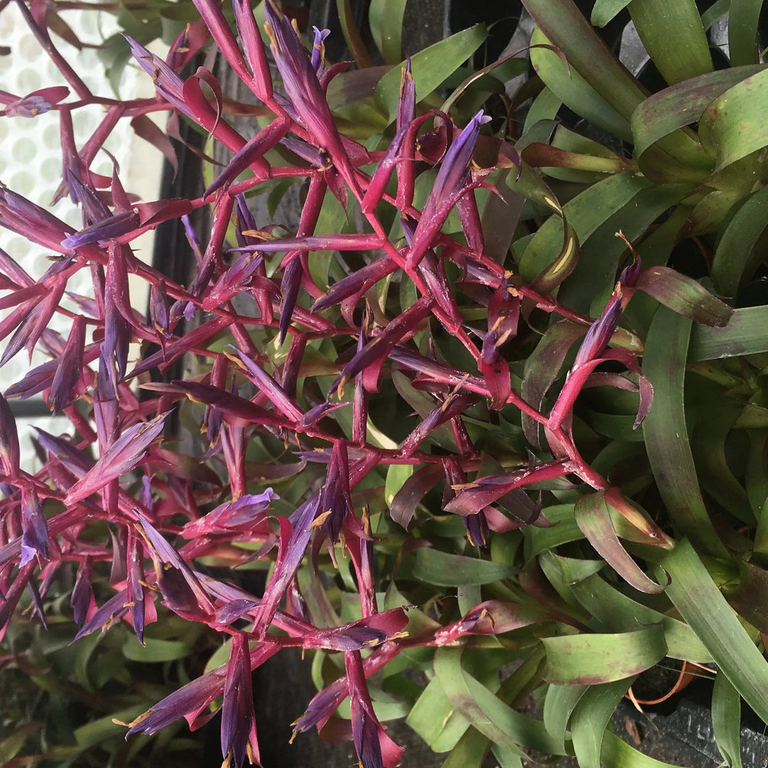 Buy Tillandsia 'Mora' online