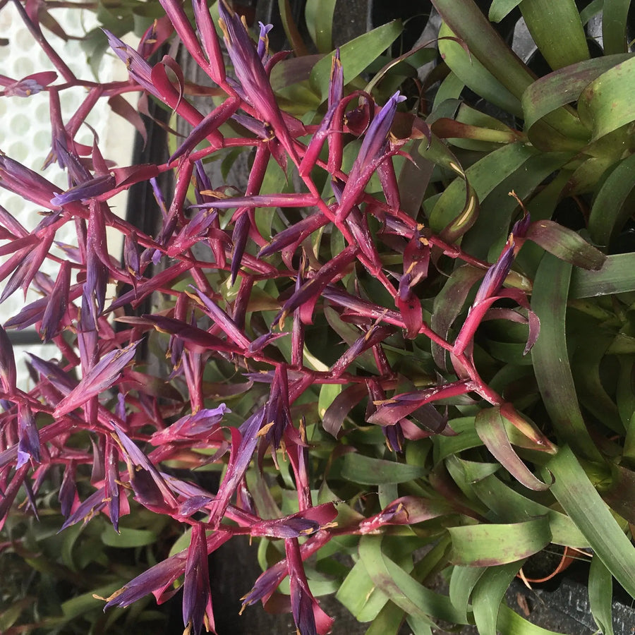 Buy Tillandsia 'Mora' online