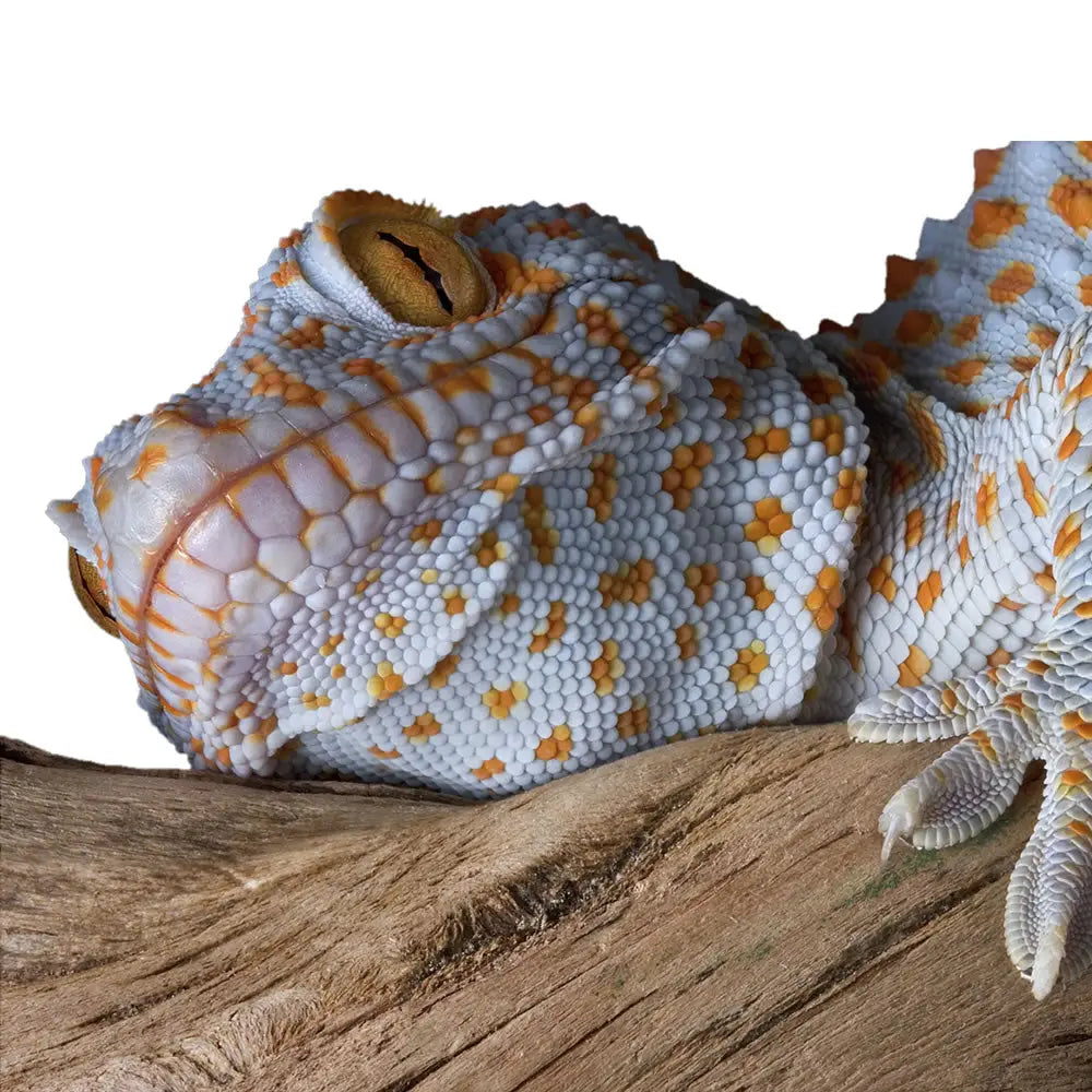 Buy Tokay Gecko Setup online