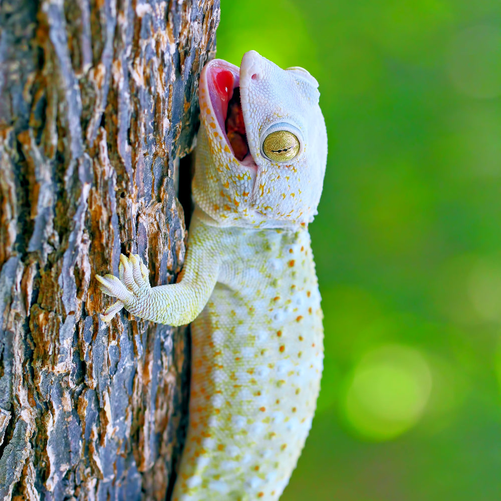 Blue and white tokay gecko on a tree with its mouth open.