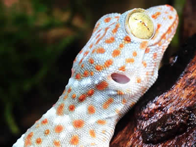Tokay Gecko Setup