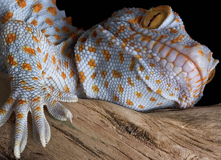 Tokay Gecko Care Sheet: Housing & Diet Tips - Reptile Centre