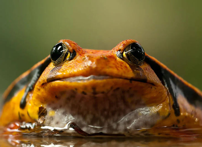 Tomato Frog Setup