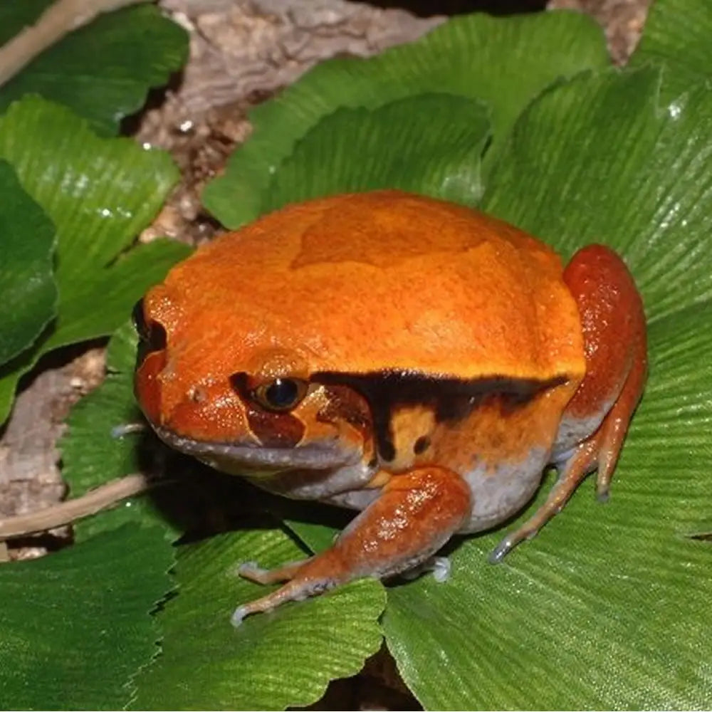 Buy Tomato Frog Setup online