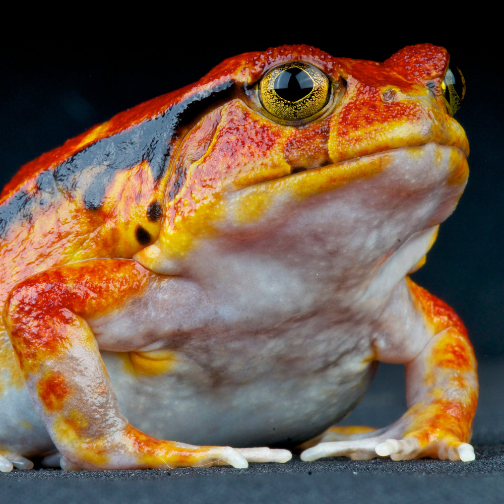 A bright red, orange, and white tomoto frog with golden eyes and a black pattern running down each flank.