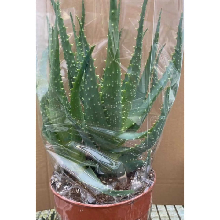 Buy Torch Aloe (Aloe arborescens) (PPL059L) Online at £8.54 from Reptile Centre