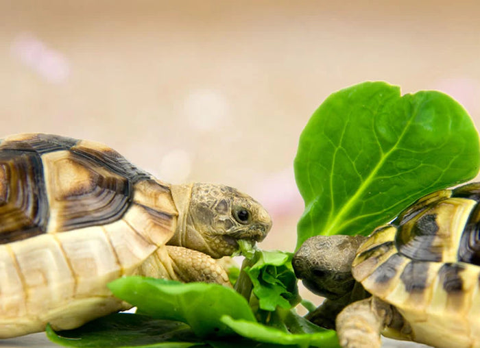 Hermann's Tortoise Food