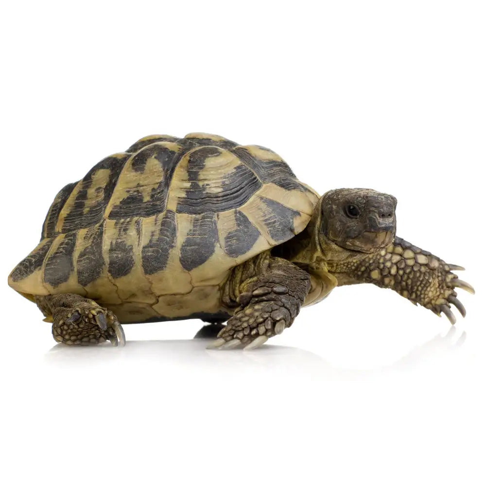 Buy Tortoise Table Setup online
