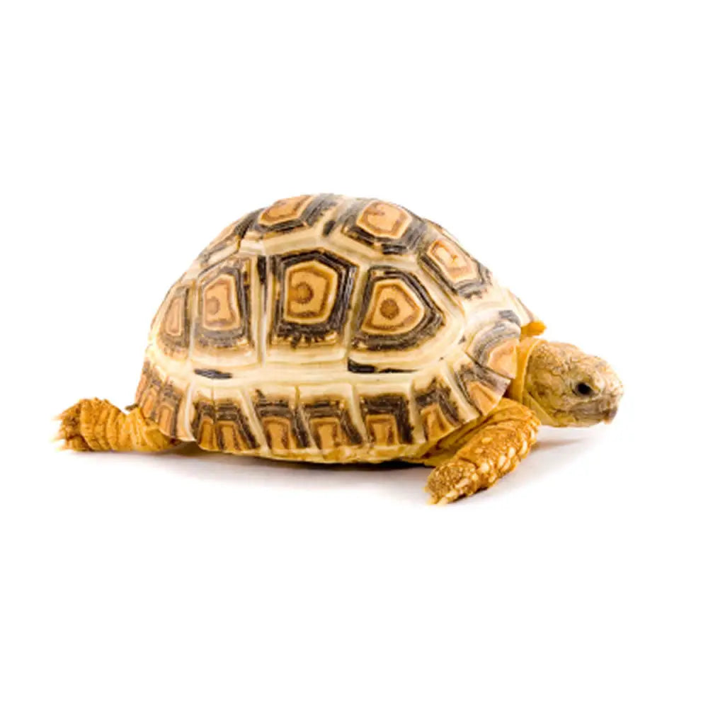 Buy Tortoise Vivarium Setup online
