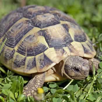 Tortoise
