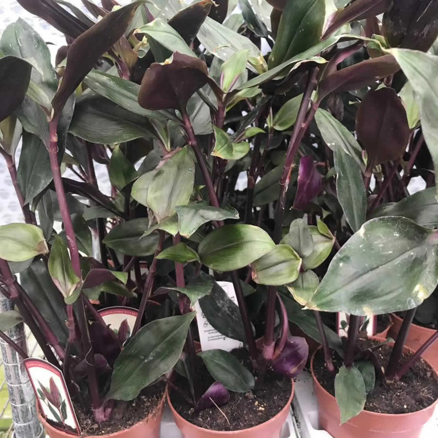 Buy Tradescantia 'Roxxo' (Tradescantia 'Roxxo') (PPL484L) Online at £16.14 from Reptile Centre