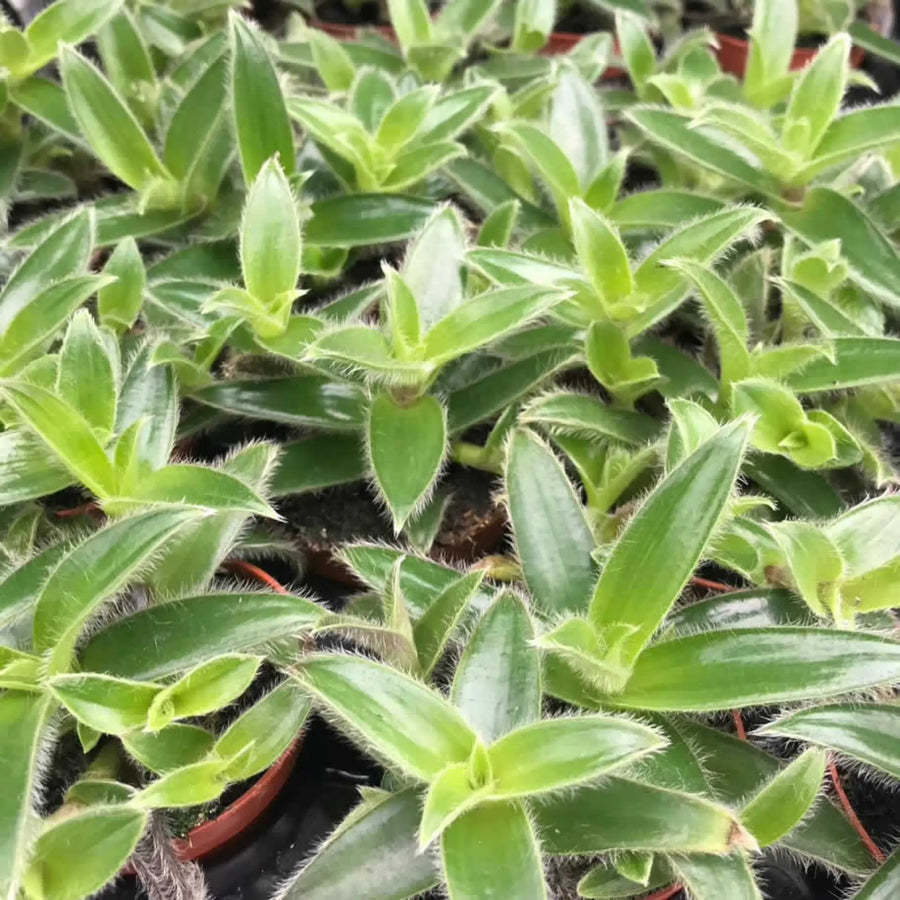 Buy Tradescantia 'Velvet Hill' (PPL435L) Online at £5.69 from Reptile Centre