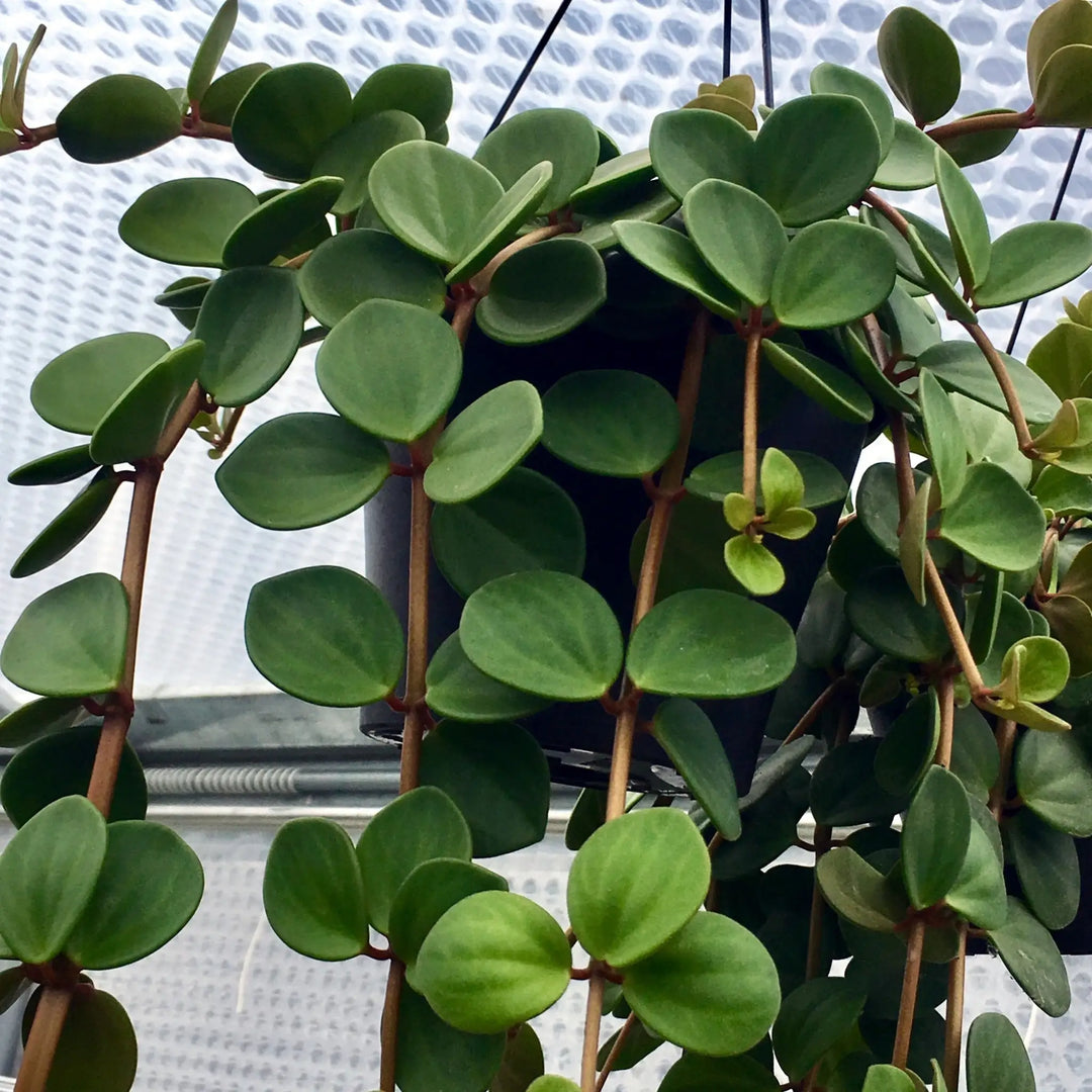 Buy Trailing Jade (Peperomia rotundifolia) (PPL240A) Online at £18.99 from Reptile Centre