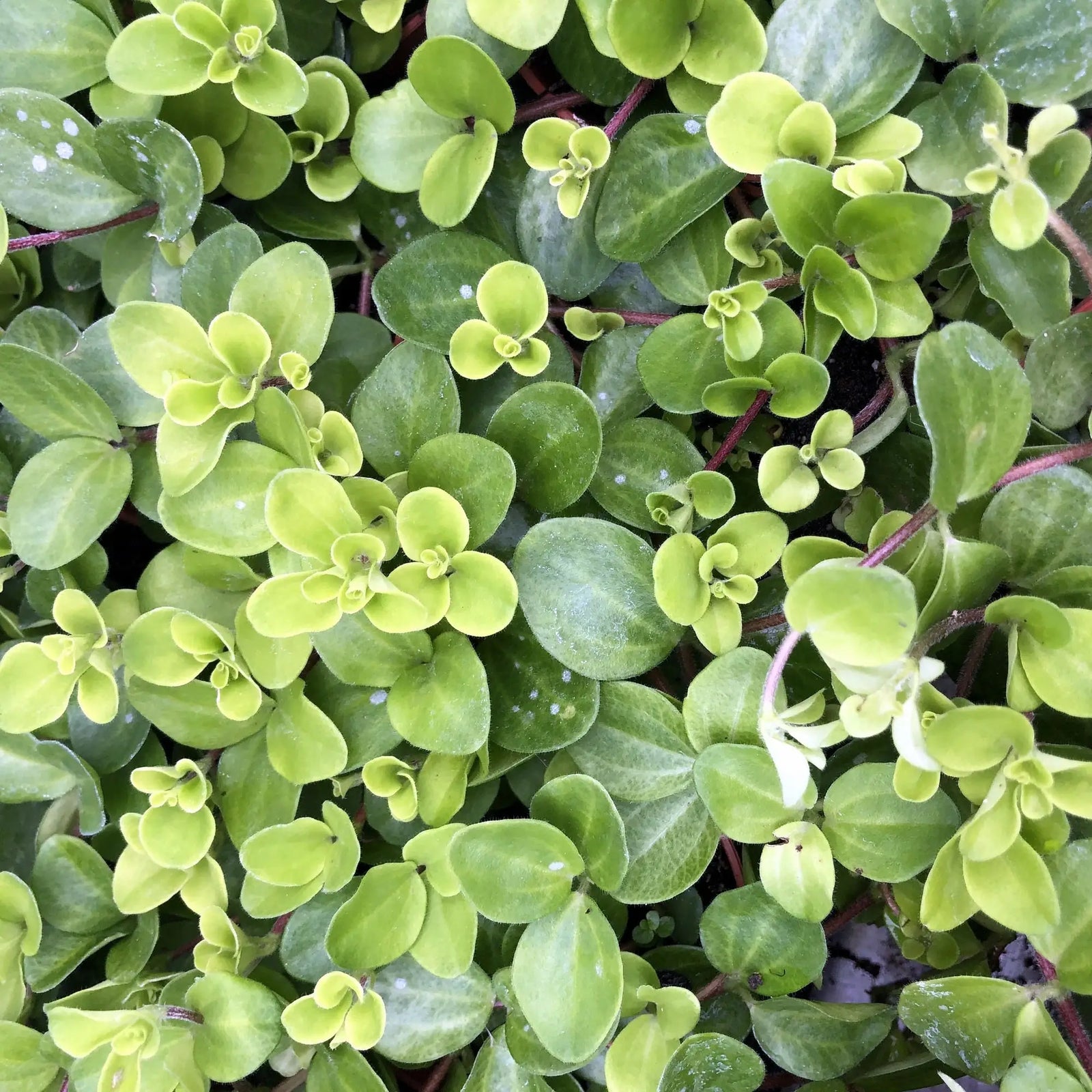 Buy Trailing Jade (Peperomia rotundifolia) online