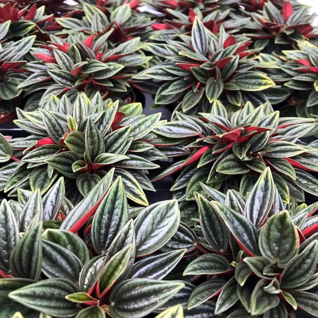 Buy Trailing Jade (Peperomia rotundifolia) online