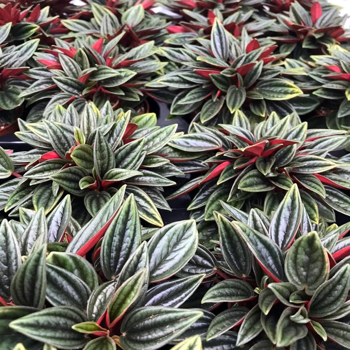 Buy Trailing Jade (Peperomia rotundifolia) online