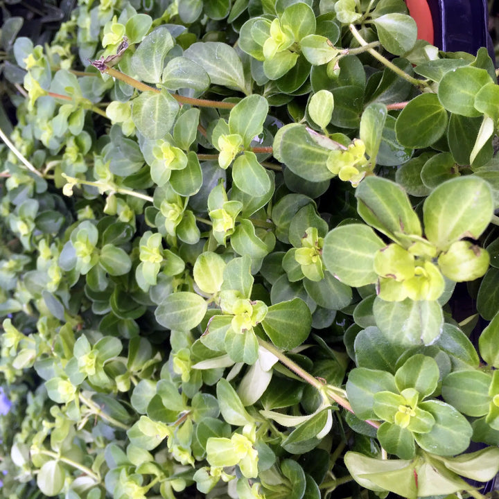 Buy Trailing Jade (Peperomia rotundifolia) online