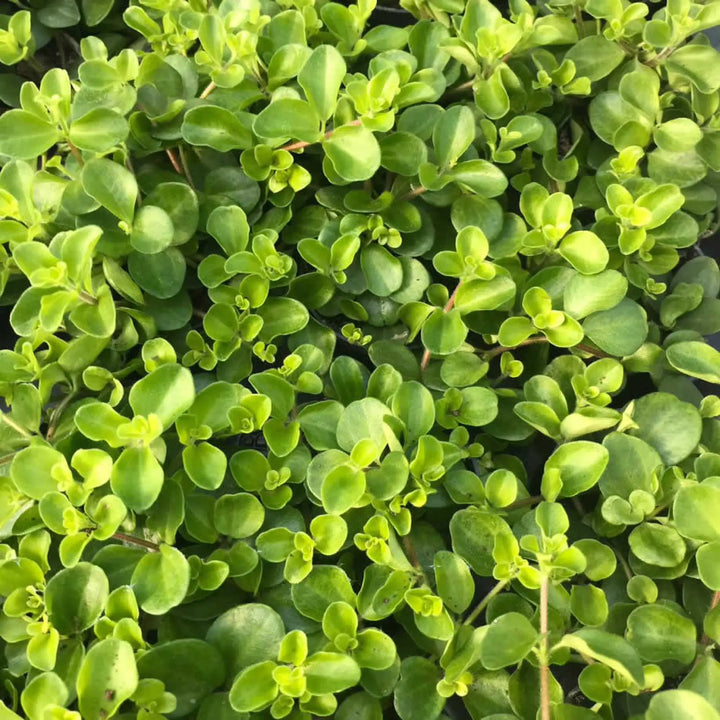 Buy Trailing Jade (Peperomia rotundifolia) (PPL240S) Online at £4.74 from Reptile Centre