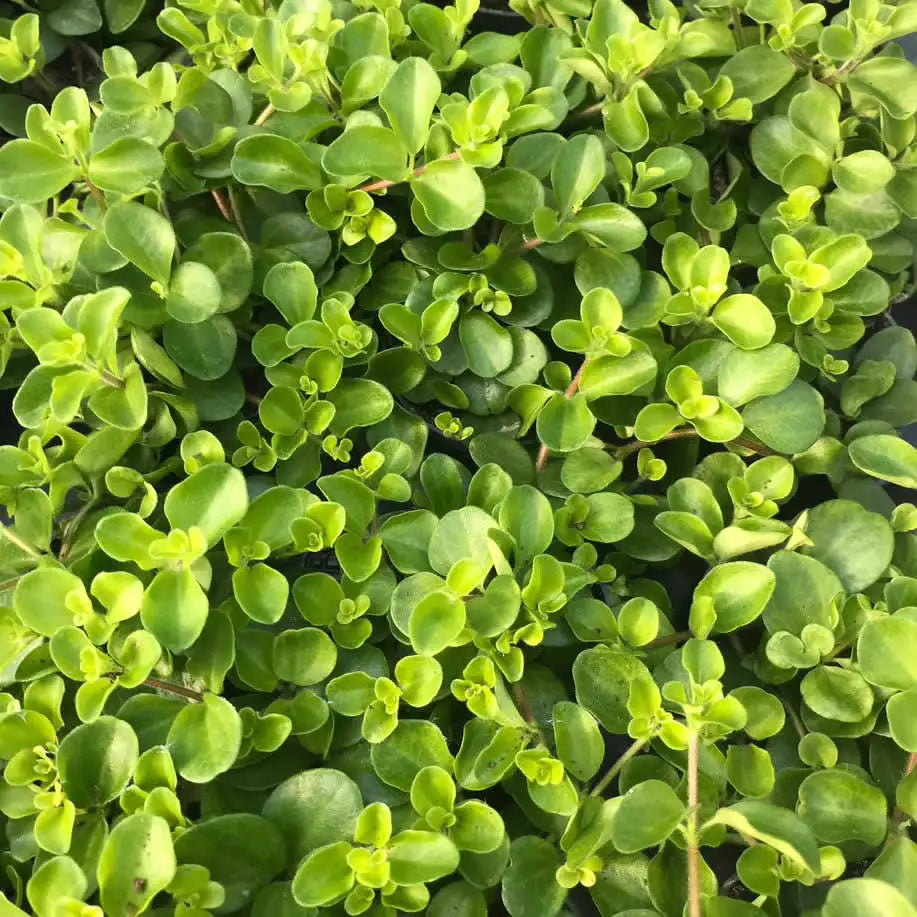Buy Trailing Jade (Peperomia rotundifolia) online