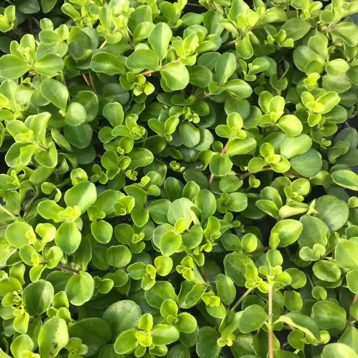 Buy Trailing Jade (Peperomia rotundifolia) online