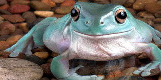 Tree Frog Care Guide: Habitat & Diet Tips - Reptile Centre